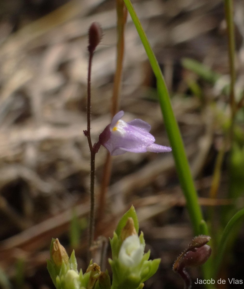 Utricularia hirta Klein ex Link